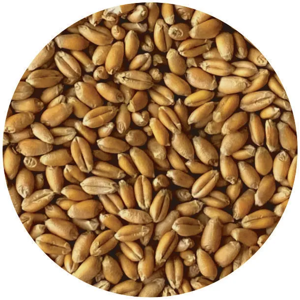 Organic Soft Red Winter Wheat Berries Wholesale